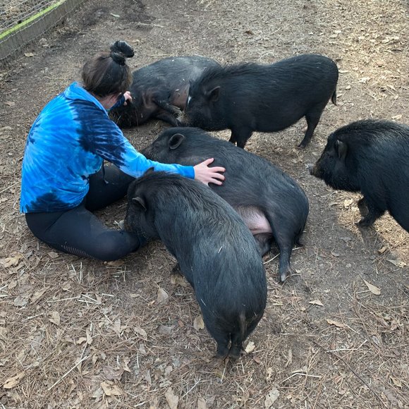 ❤Southern Oaks Sanctuary-All Sales Support our Non-Profit❤ - Picture 6 of 16